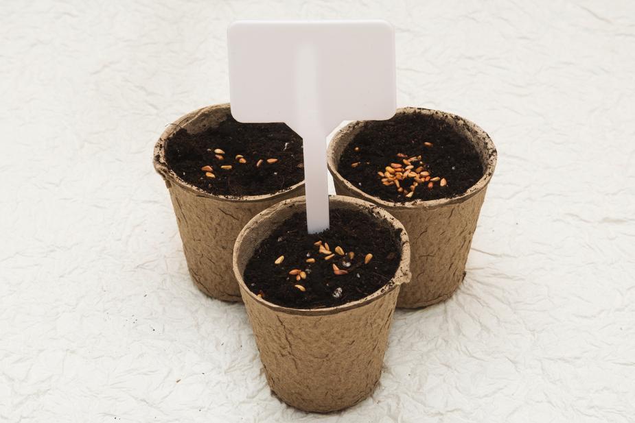 Biodegradable cardboard potsg